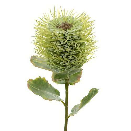 Green Pincushion 60cm