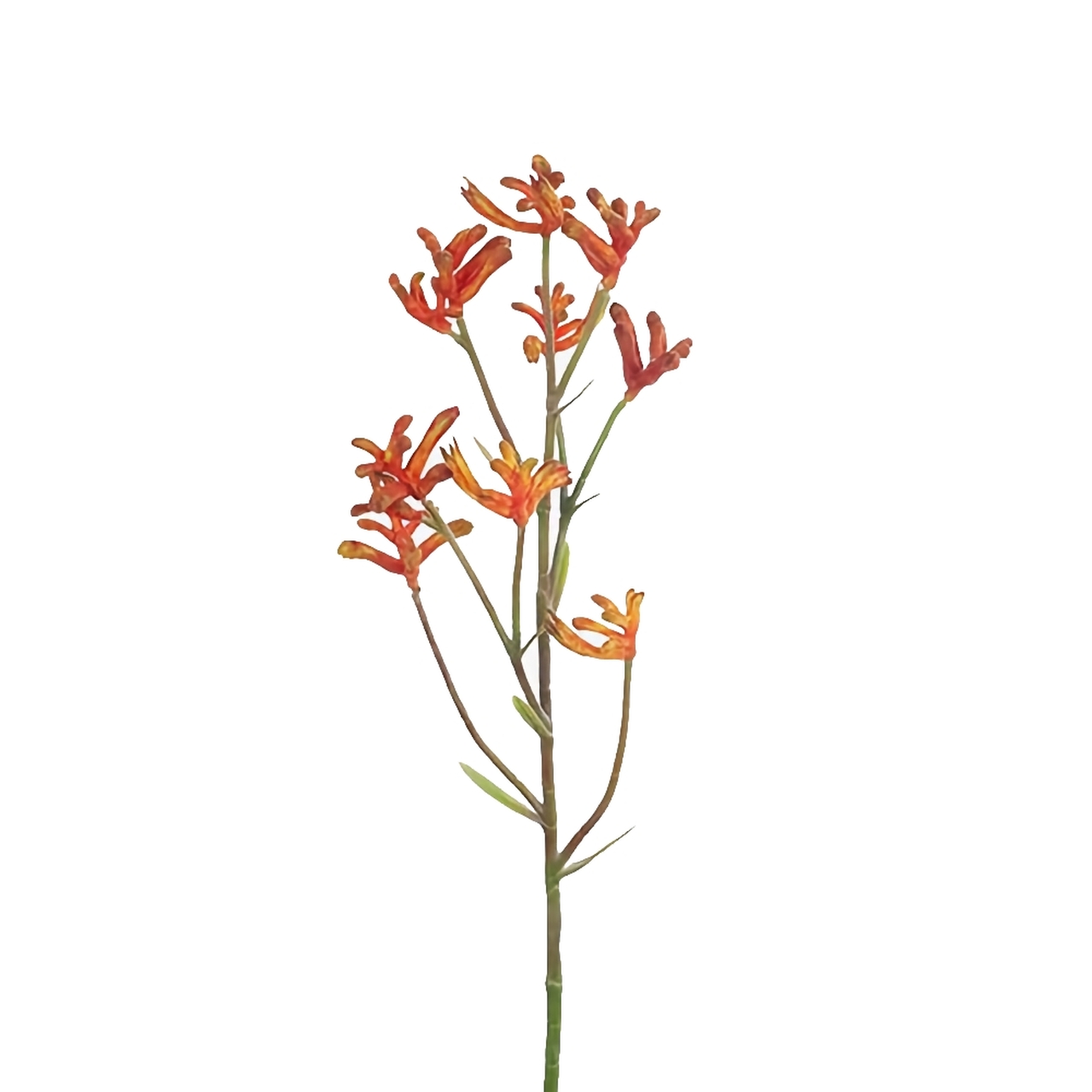 Burnt Orange Kangaroo Paw Stem 71cm