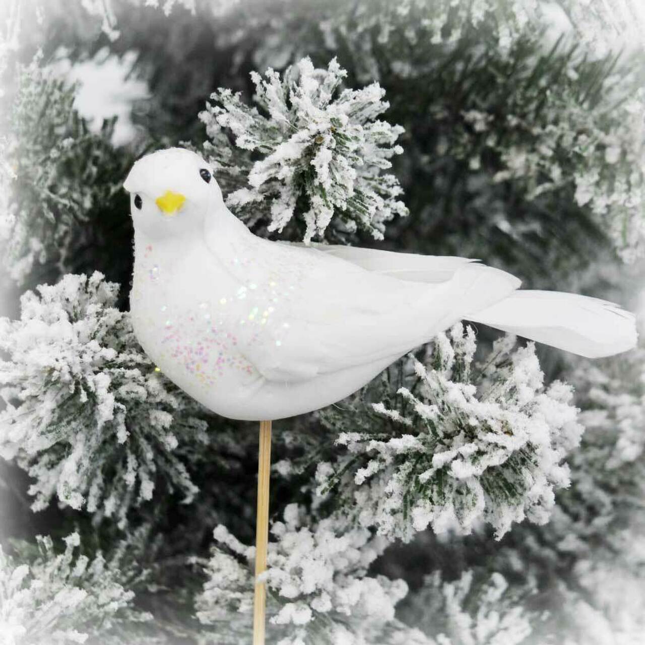 White Dove on Stick