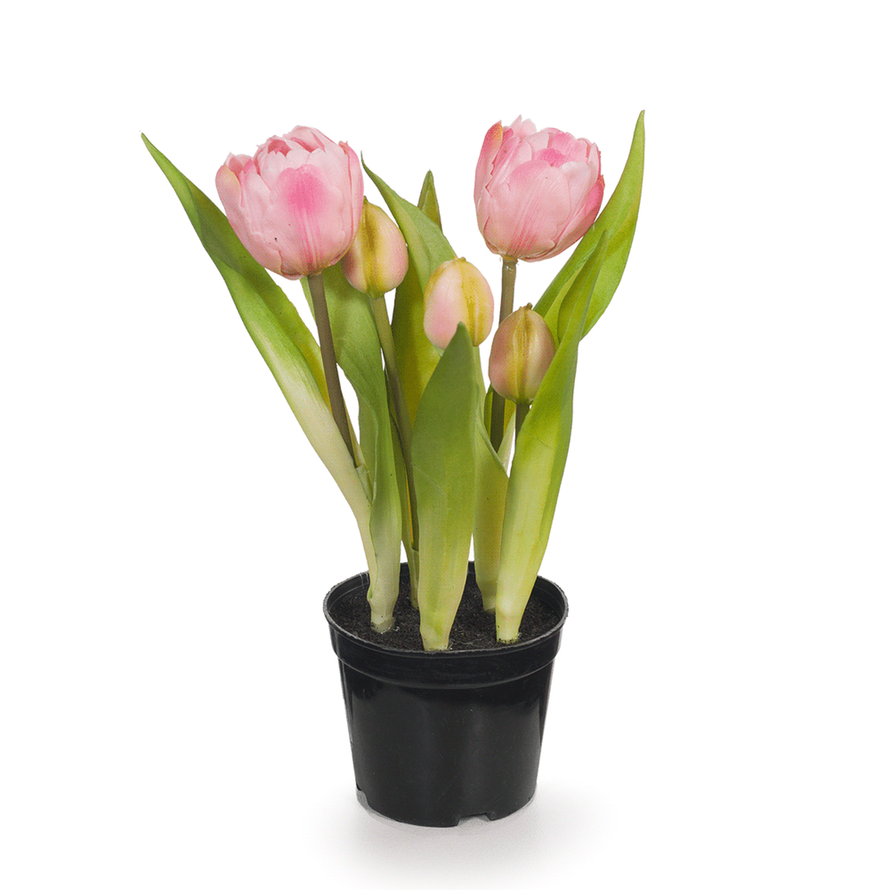 Pink Tulips in Pot 22cm