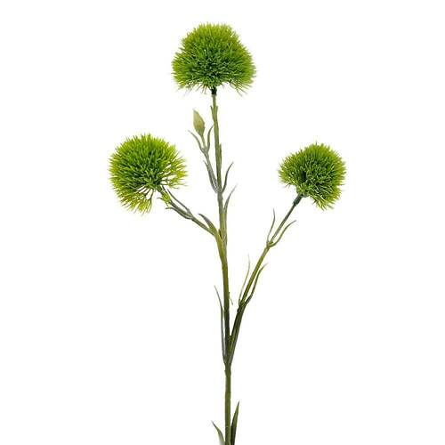 Green Allium 60cm