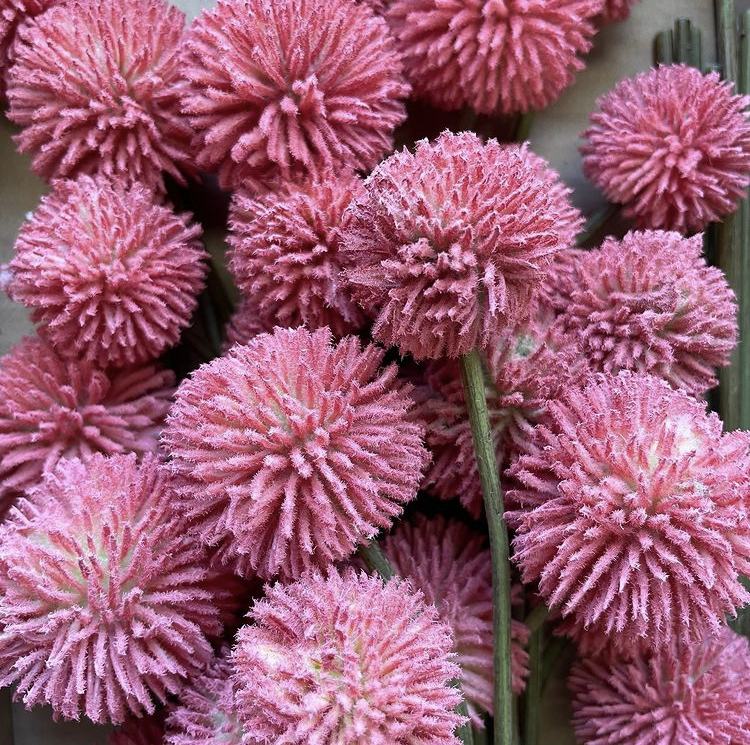 Mauve Billy Buttons