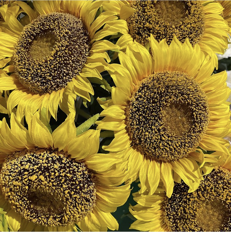 Sunflowers