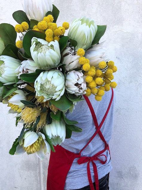 Pale Green Protea