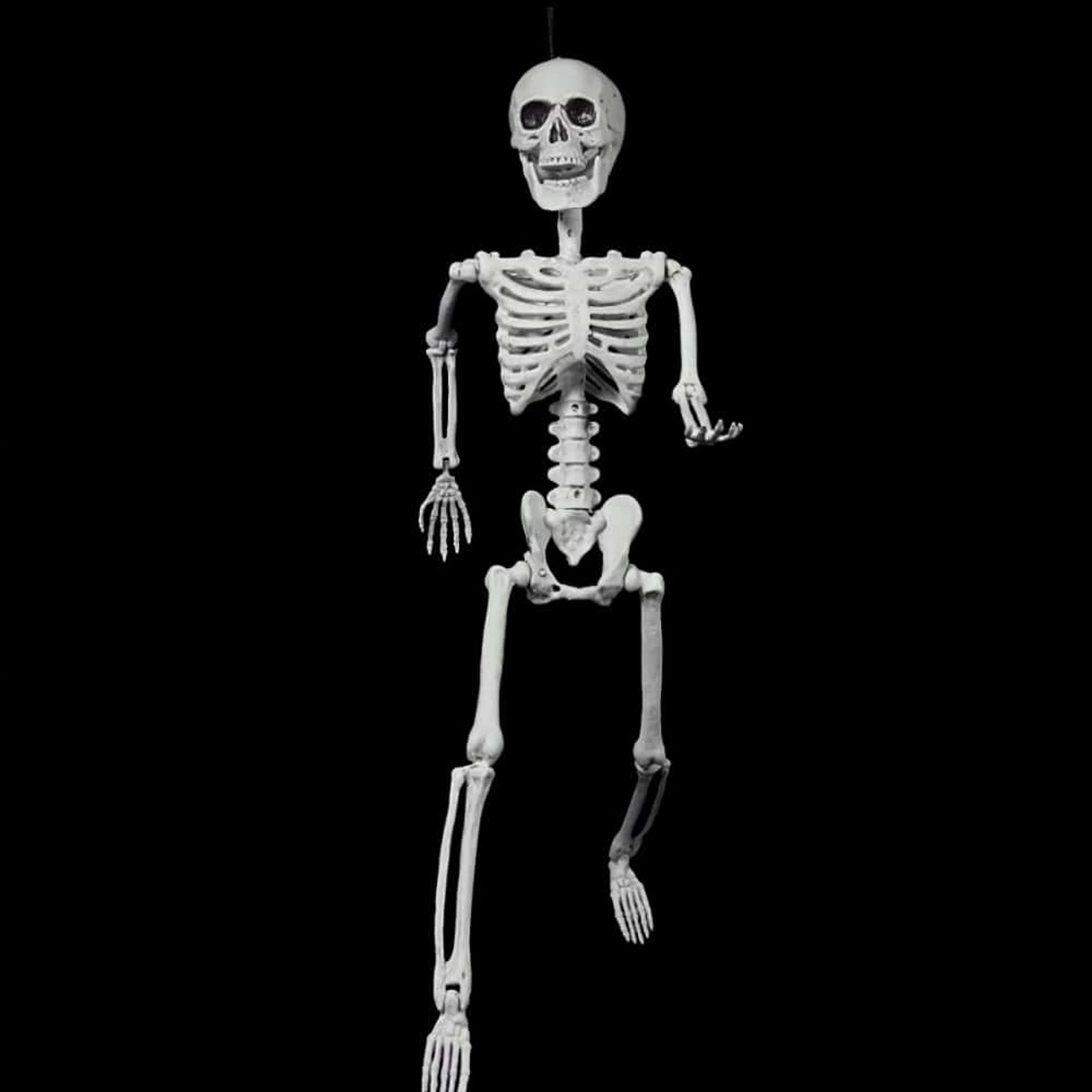 Posable 60cm Skeleton